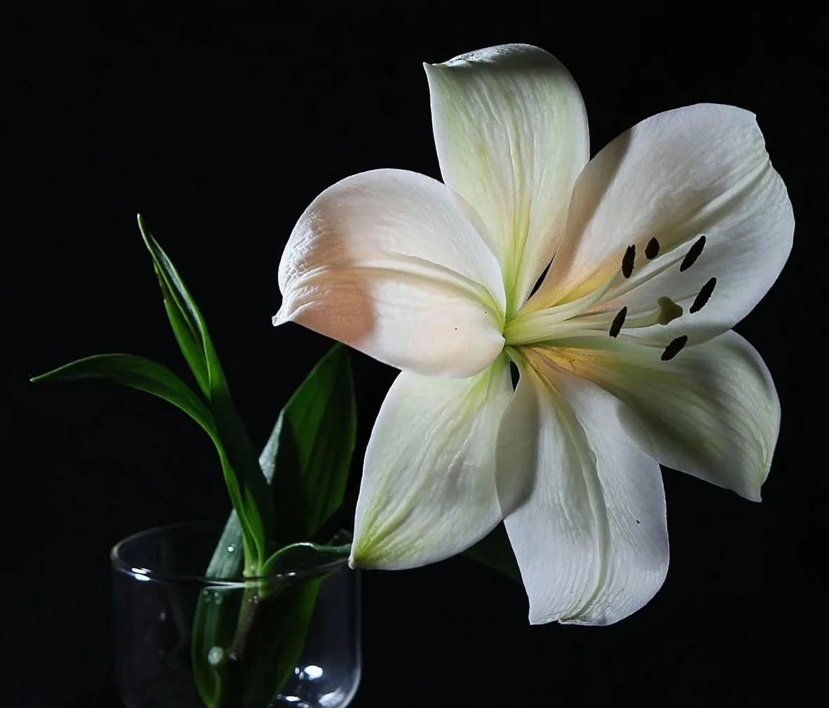 white lily, flower, flora, florist, cut flower, fragrant, flower background, flower wallpaper, beautiful flowers, nature