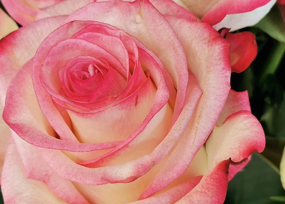 white pink rose, blooming, love, romantic, colorful, floral, street florist, outdoor